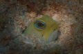 yellowhead jawfish